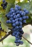 vinná réva Muscat Blue (Bleu)